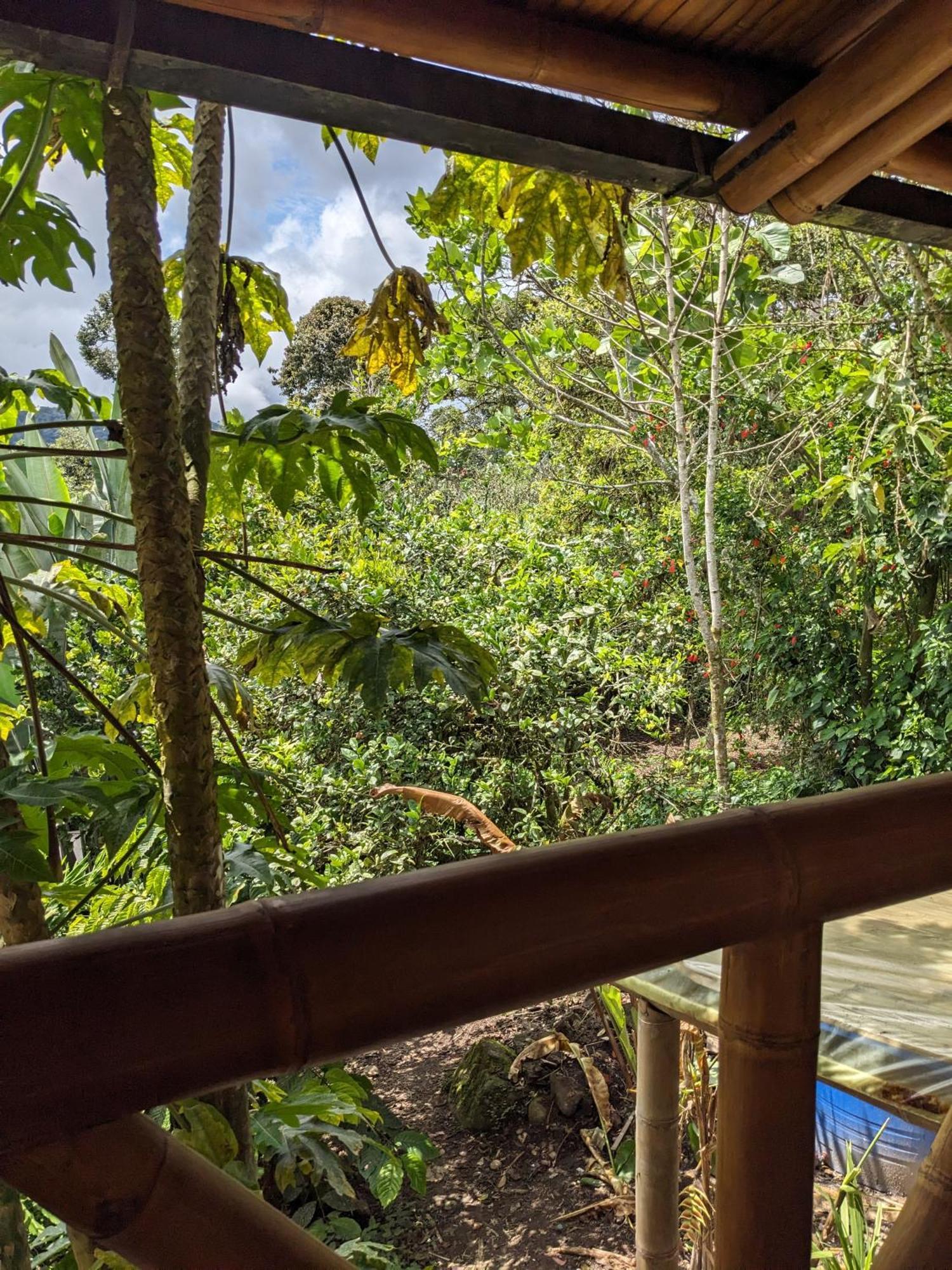 Golden Tree Mindo Eco-Lodge ภายนอก รูปภาพ