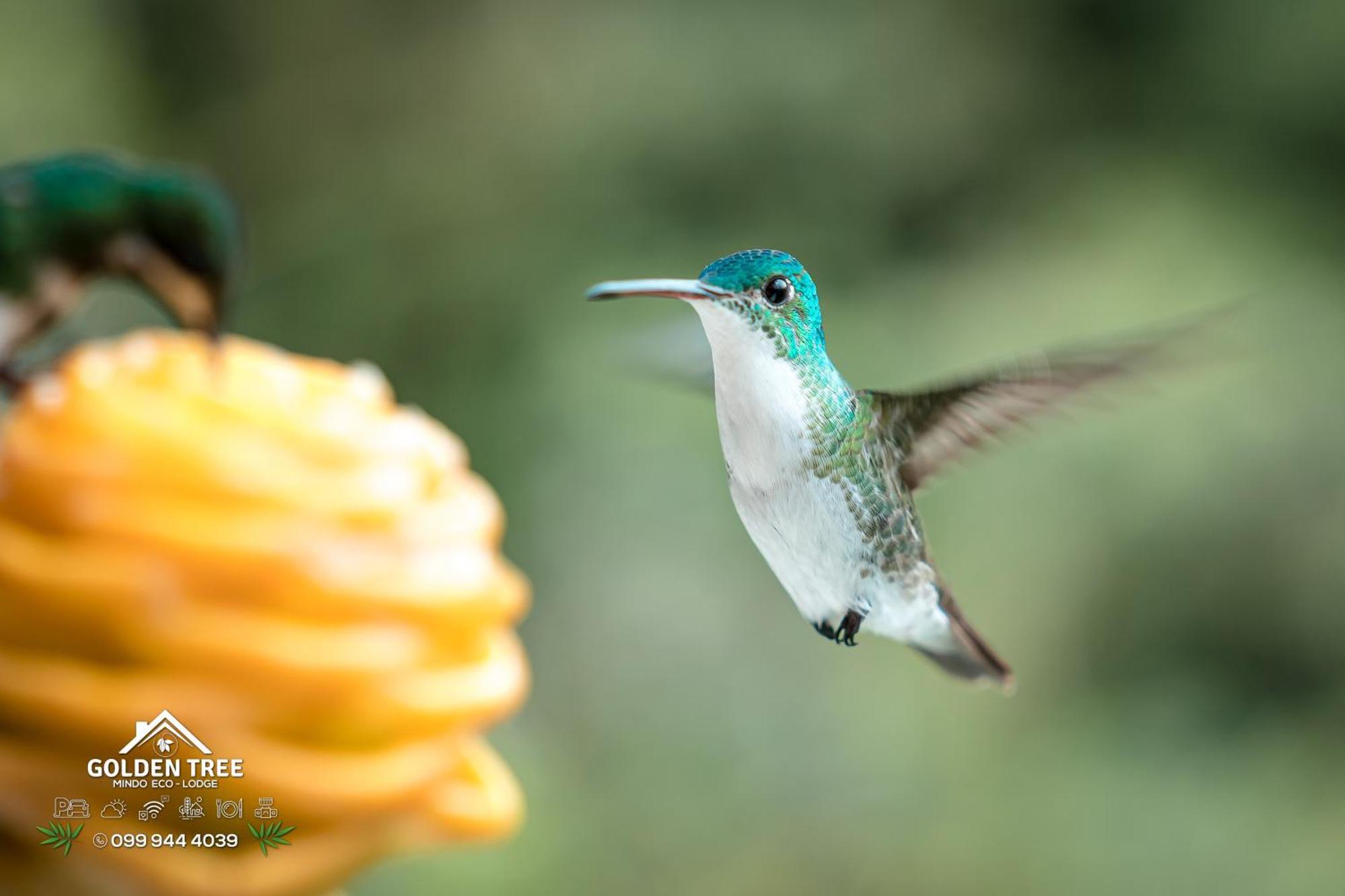 Golden Tree Mindo Eco-Lodge ภายนอก รูปภาพ